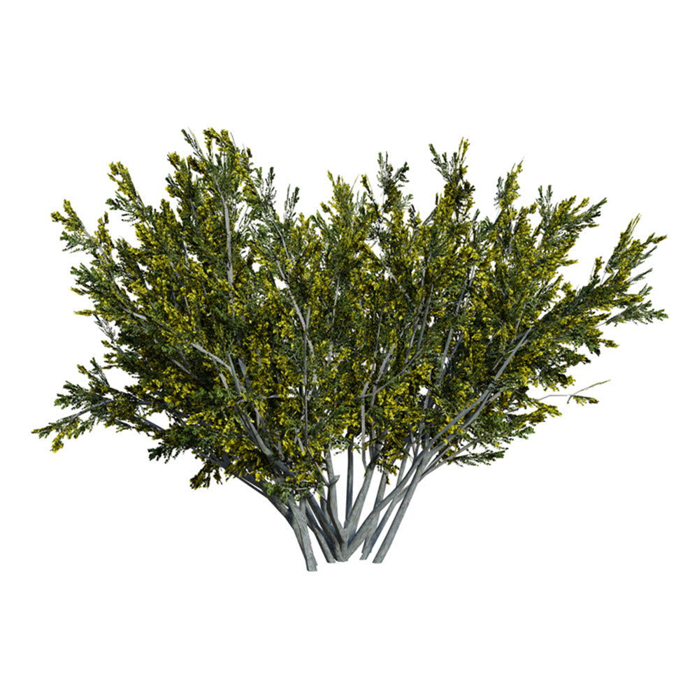 Chaparral Herbal Tincture