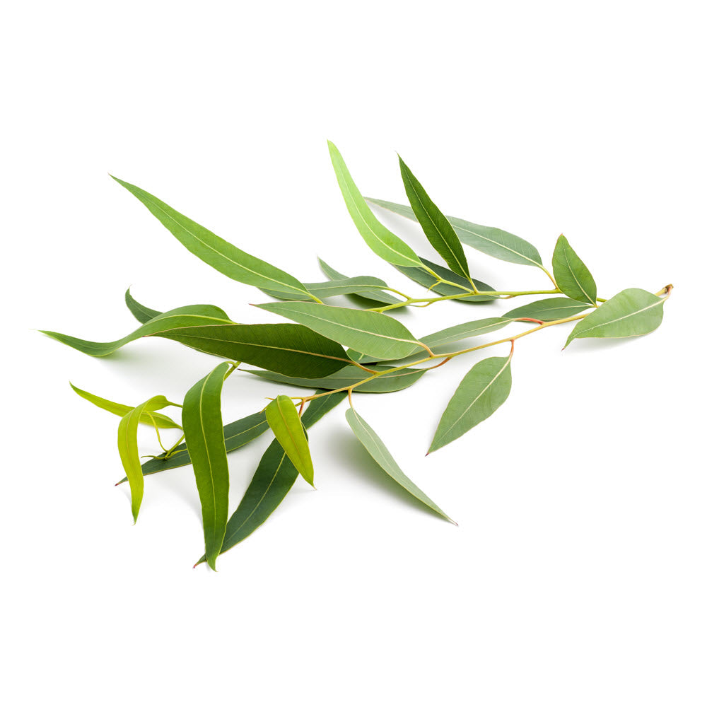 Eucalyptus Citrodora