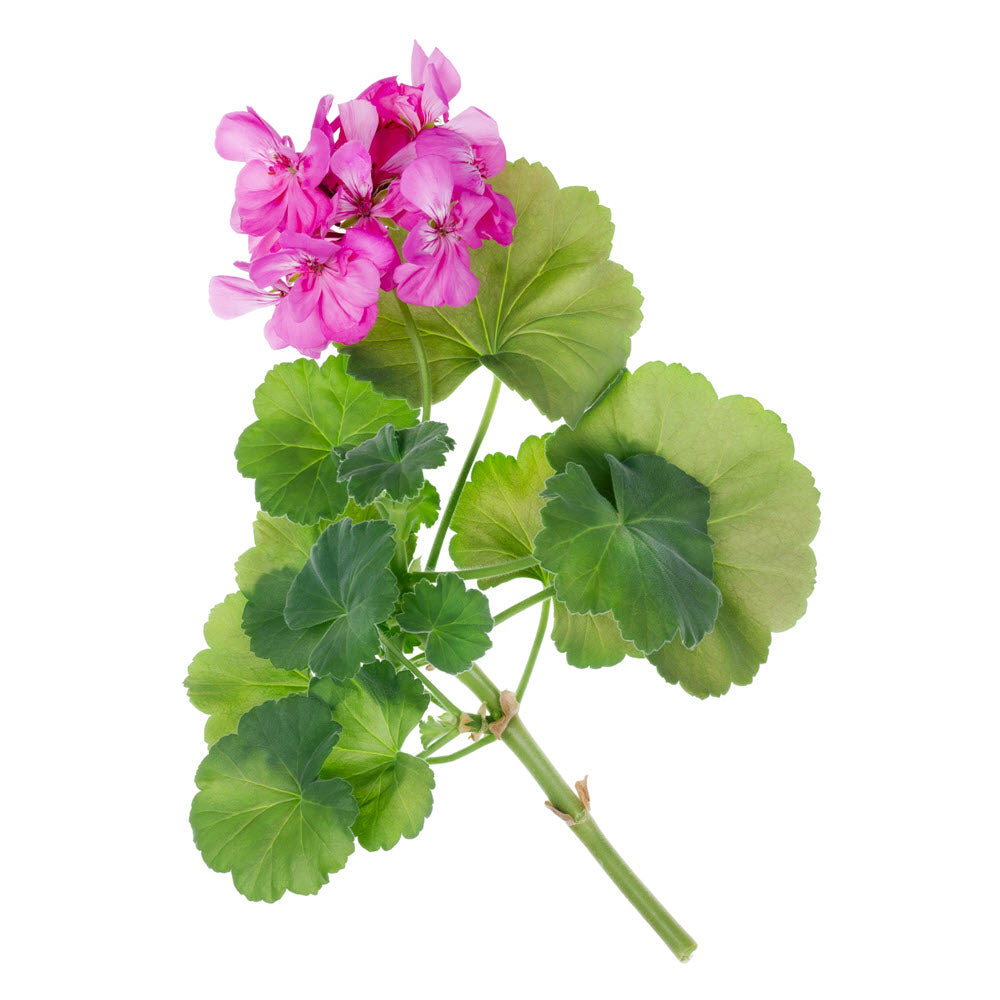 Geranium