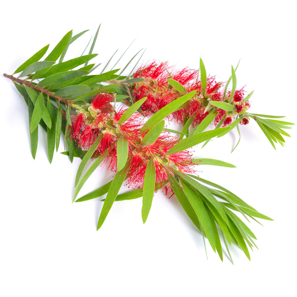 Tea Tree Essential Oil