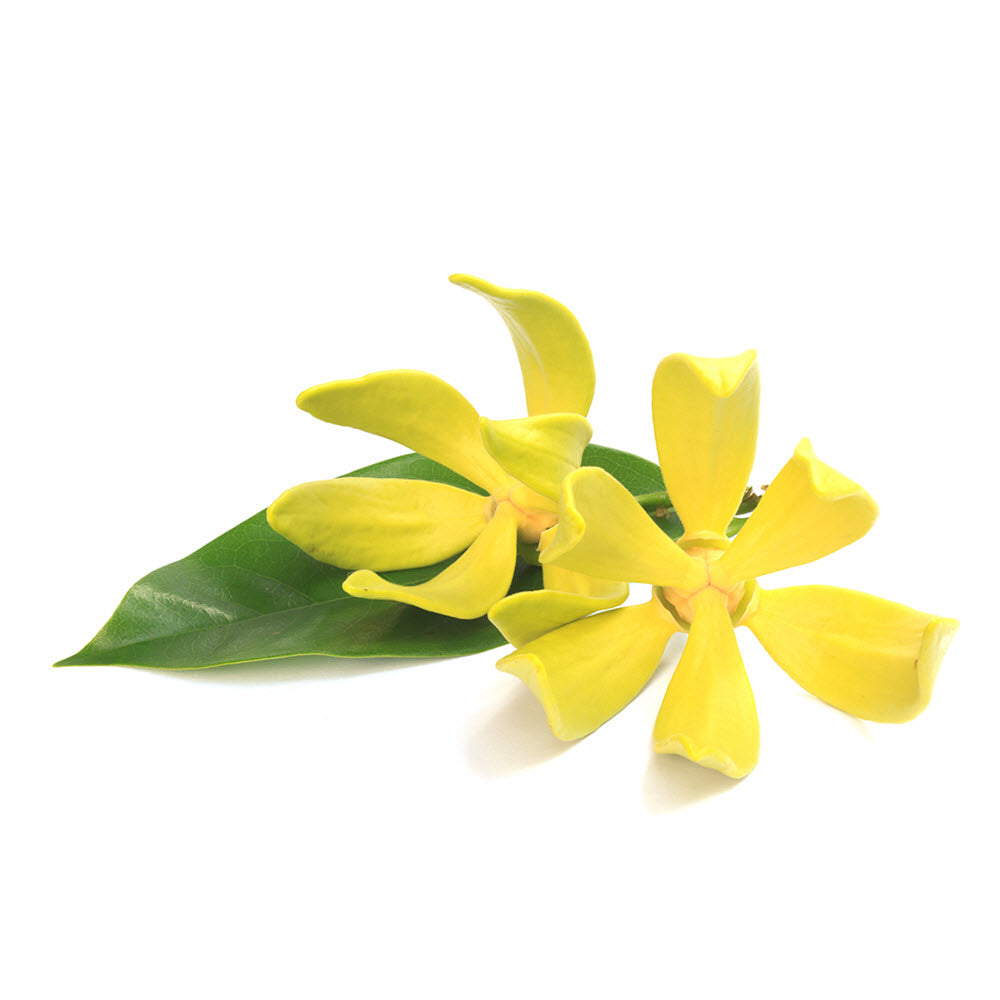 Ylang Ylang Essential Oil