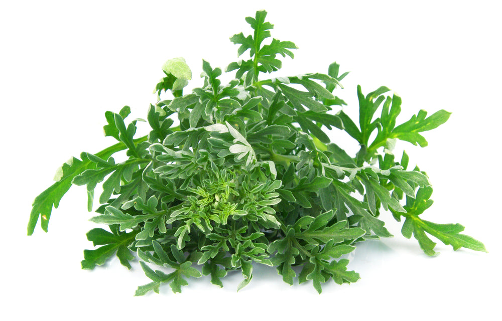 Wormwood Herbal Tincture