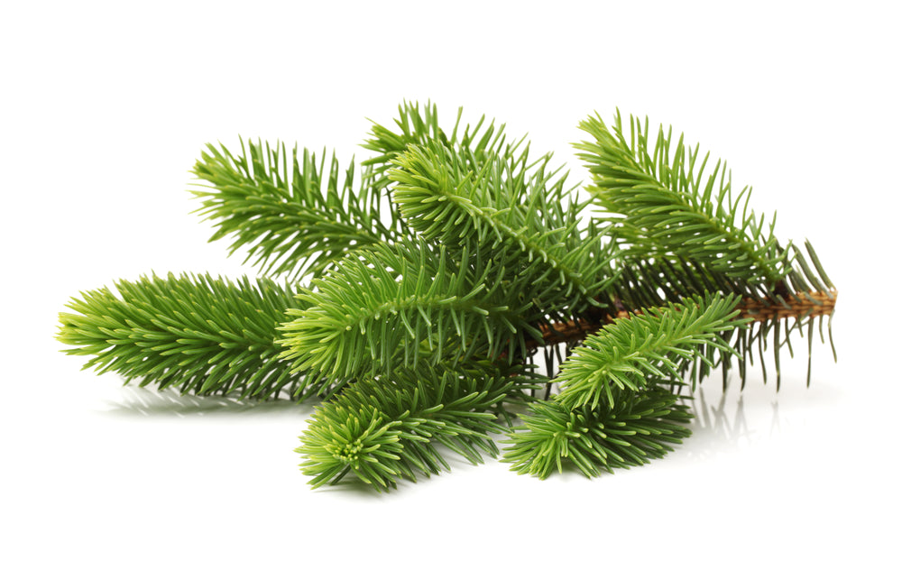 Pine Needle