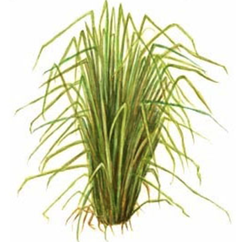 Vetiver