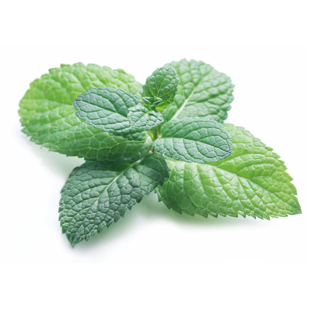 Spearmint