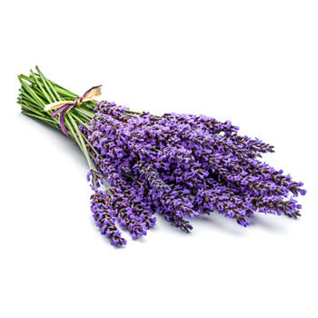 Lavender Essential Oil